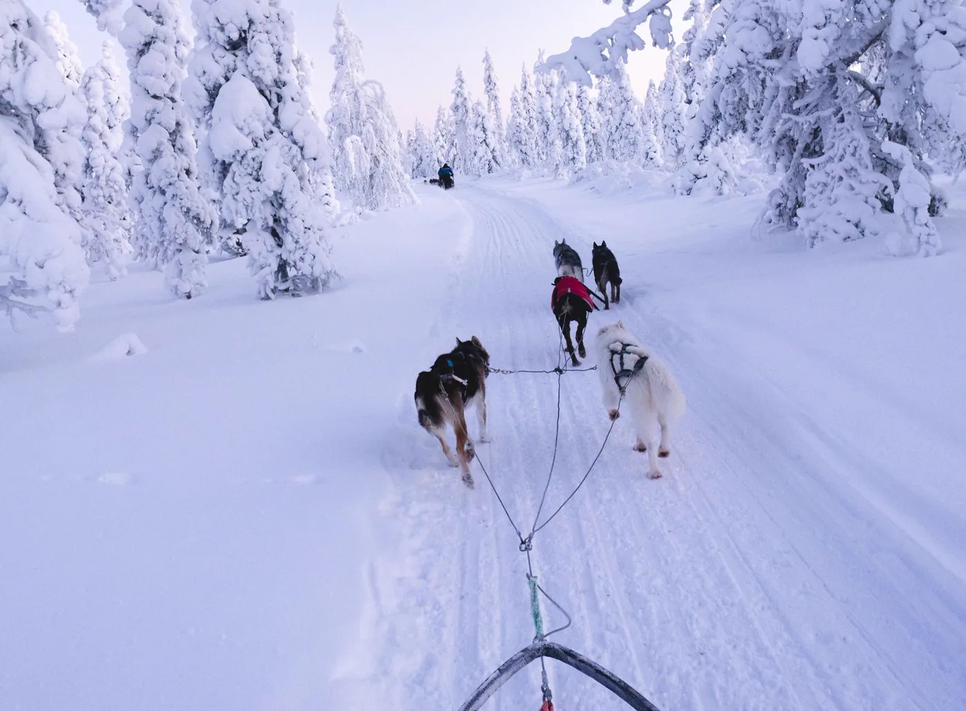 Husky safaris