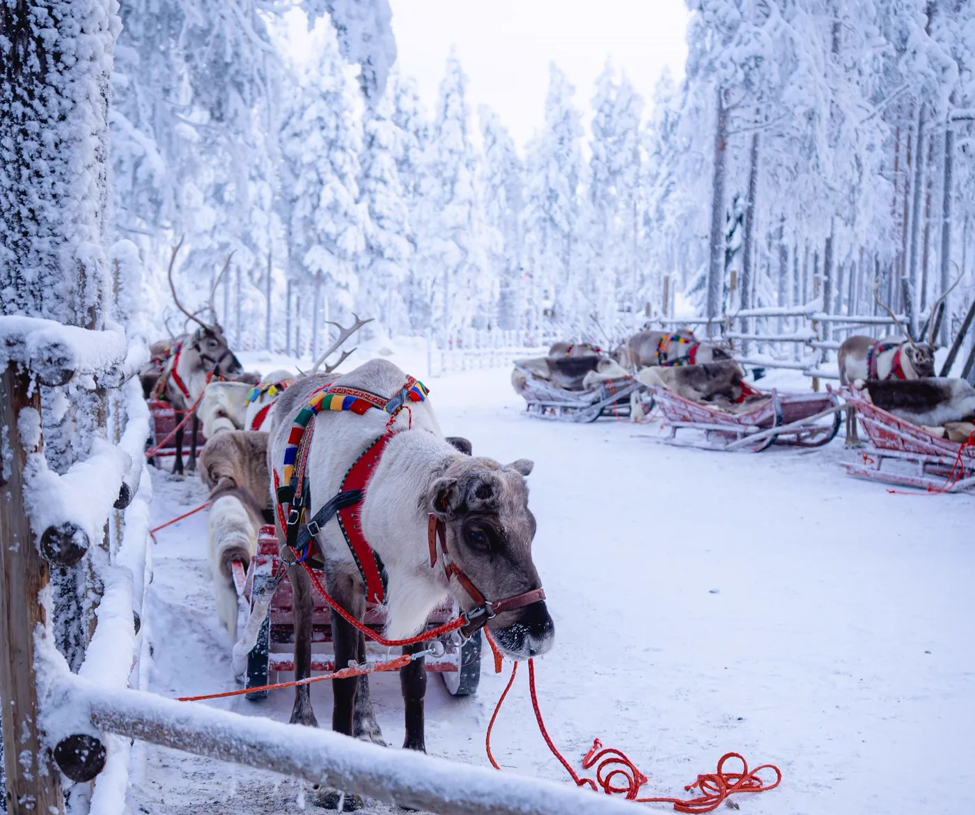 Reindeer farms